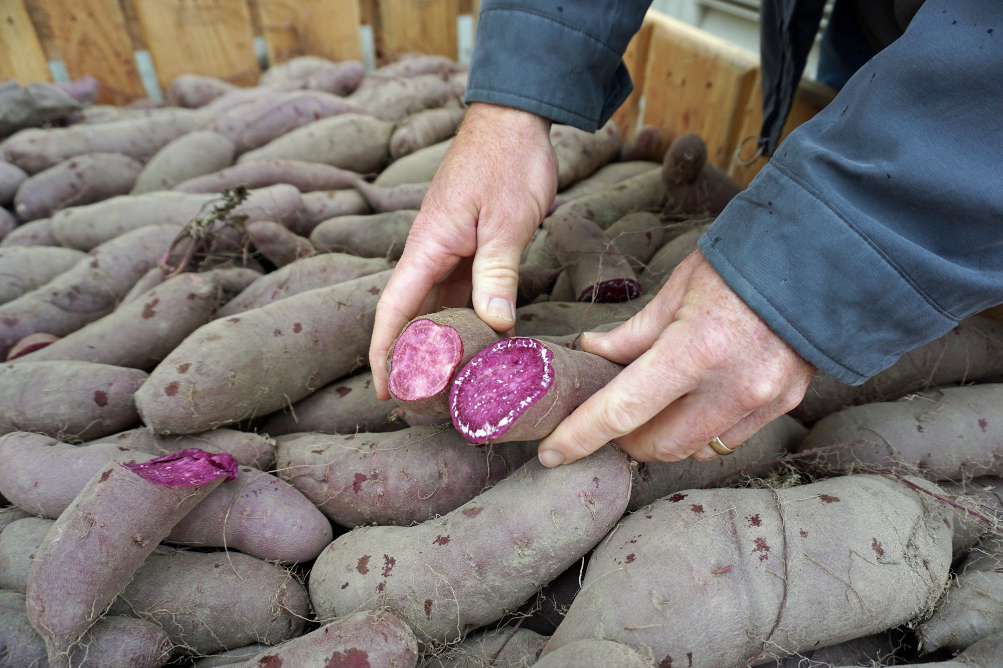 Potatoes, Purple