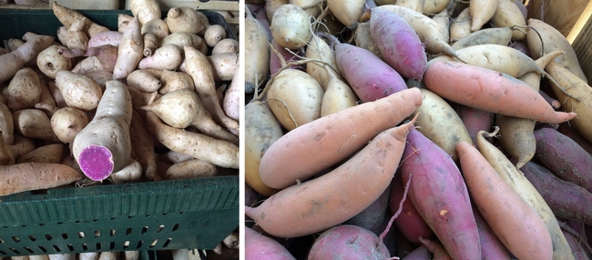 The white skinned, purple flesh sweet potato, left, is the Okinawan variety from Hawaii. On the right is a rainbow of sweet potatoes that are part of Scott Stoddard's experiments.