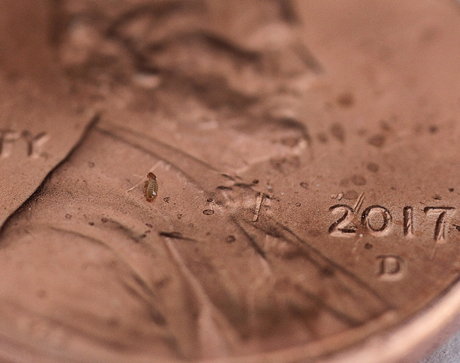Find the booklouse!  It's on this penny, magnified with the powerful Canon MPE-65mm lens. (Photo by Kathy Keatley Garvey)