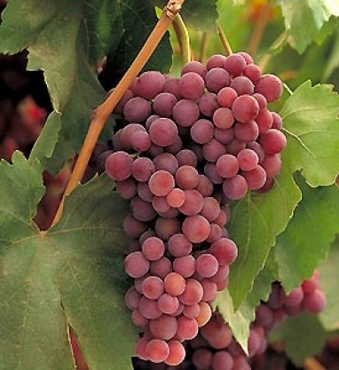 RED GLOBE GRAPES  Green Acres Farmers Market