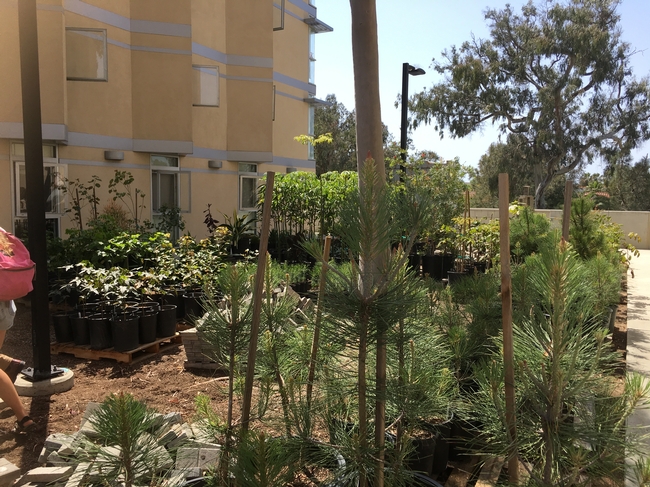 Ellie's Garden teaches gardening and sustainability practices to UCSD students, who grow food, herbs and local foliage while composting food waste from on-campus restaurants, creating a sustainable, closed-loop campus-based food system.