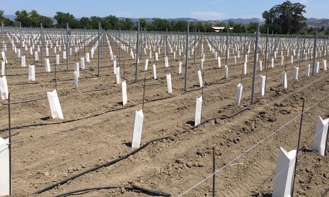 Cartons protect young vines, but “herbicide use on vines less than 3 years old is a risky endeavor,” John Roncoroni cautions.