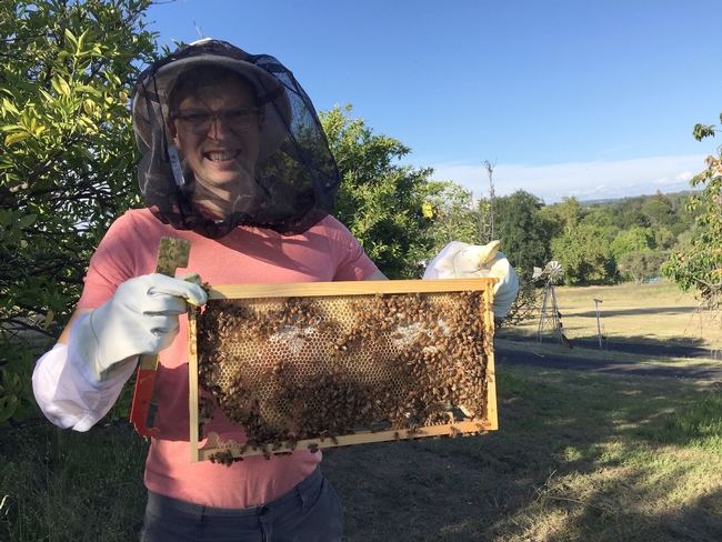 Dr. Jonathan Dear, a small animal internal medicine veterinarian and hobbyist beekeeper inspects one of his hives. Dr. Dear is collaborating with WIFSS to produce an online and hands-on module to train veterinarians about beekeeping and honey bee health.