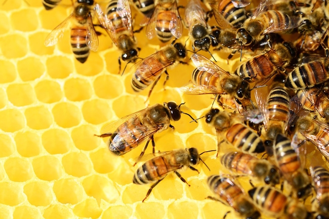 UCANR-Beehive