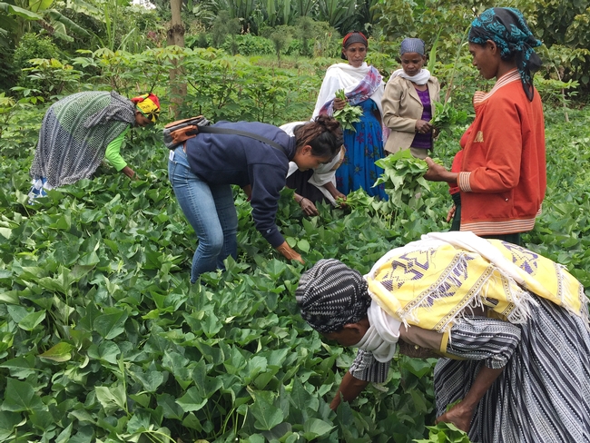 Lauren and Ethiopian women farmers bent over in a field of sweet potato plants, gathering leaves by hand.