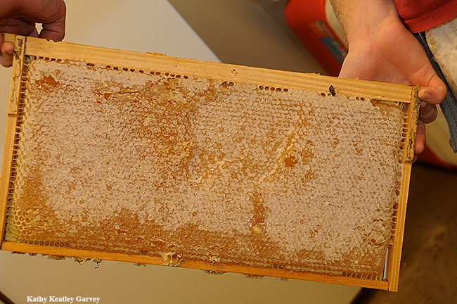 A beekeeper at UC Davis holds a frame of honey. (Photo by  Kathy Keatley Garvey)