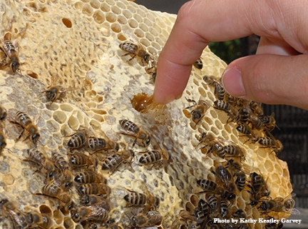 A taste of honey: dipping fingers into the frame. (Photo by  Kathy Keatley Garvey)