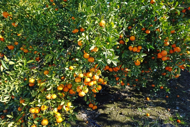 Most citrus fruit is ready for harvest in the winter. It can be preserved a variety of ways to enjoy it year round.