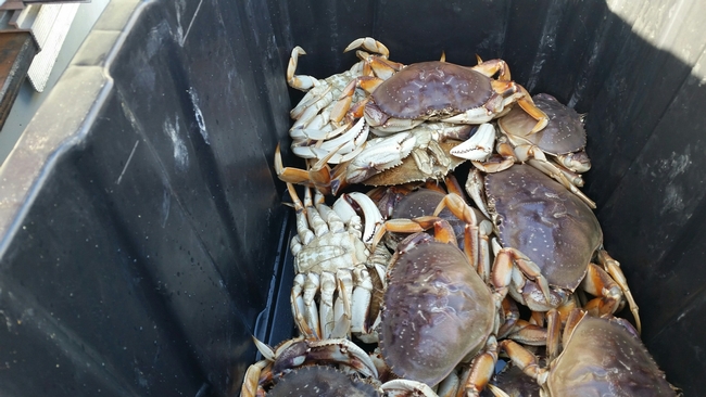 A bin full of crabs.