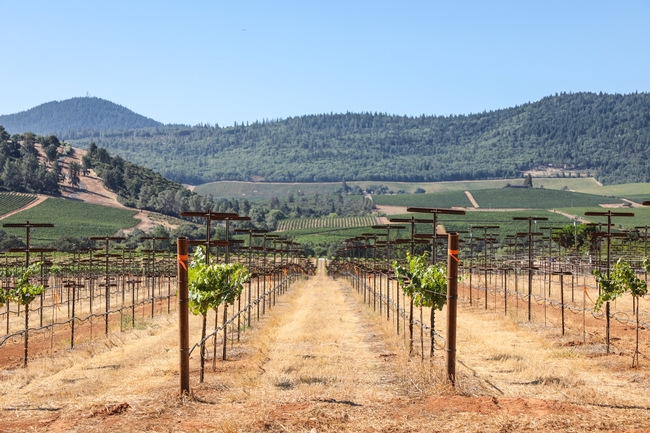The researchers will study the 10 rootstock and 10 cabernet sauvignon clone combinations to identify combinations that will grow best in changing climate conditions and produce acceptable yield and grape quality for wine.