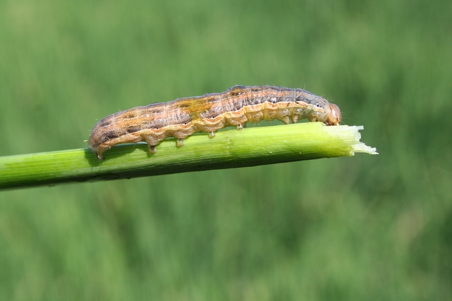 Armyworm monitoring, combined with the registration of insecticides that are effective at controlling armyworms, has resulted in better control of the pests and less yield losses.