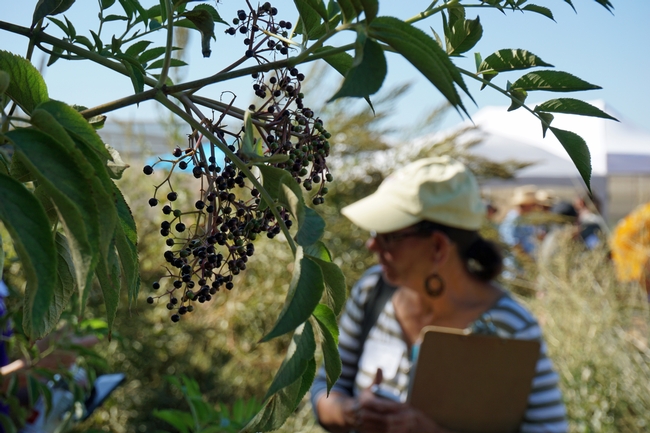 The last of this season's elderberries were hanging on the plants during the Elderberry field day Sept. 17.