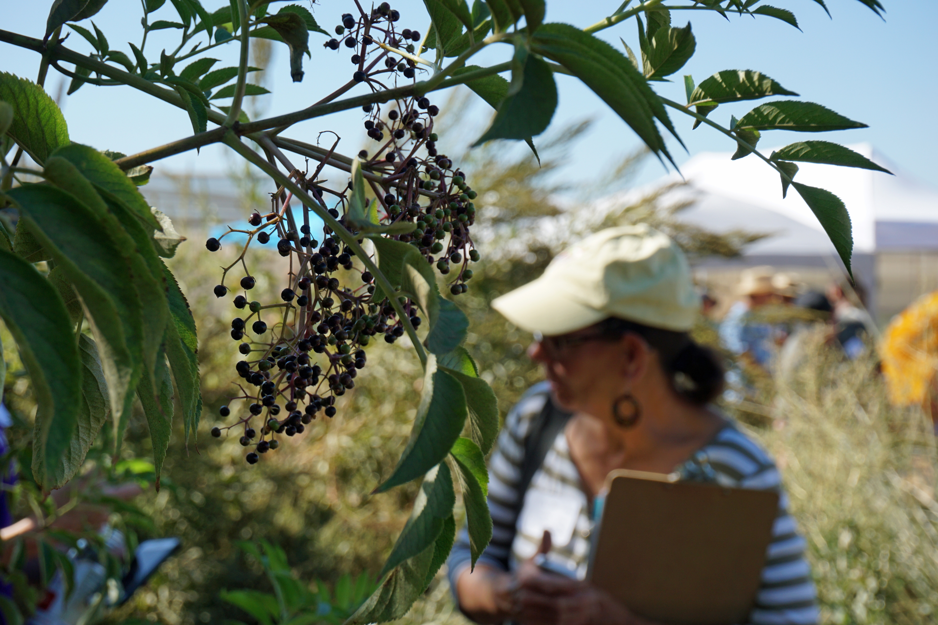California elderberries have rich benefits for farms and diets ...