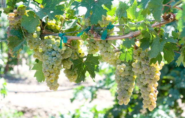 Caminante blanc has characteristics of sauvignon blanc and chardonnay.