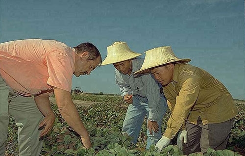 Richard Molinar, left, and his assistant Michael Yang, center, work with a Southeast Asian strawberry grower.