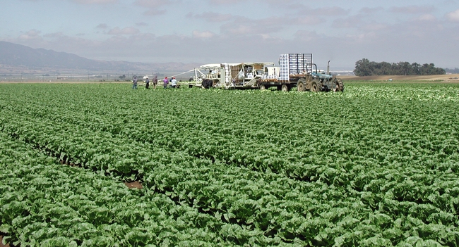 Many perishable produce items, such as romaine, are planted, harvested, packed and shipped according to a precise schedule so it's difficult to quickly adjust the amount of supply.