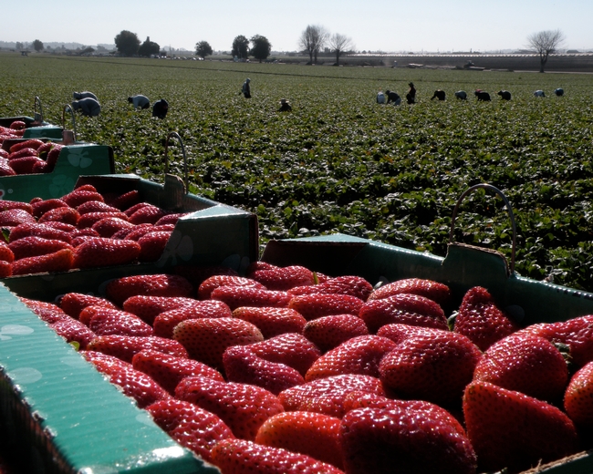 Social distancing drives up strawberry harvest costs because increasing the space between workers slows picking.