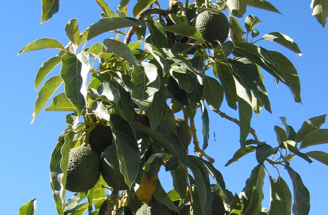 Avocados hang on a tree at UC South Coast Research & Extension Center. “Consumers seeking the health benefits of avocado oil deserve to get what they think they are buying,” says Selina Wang.