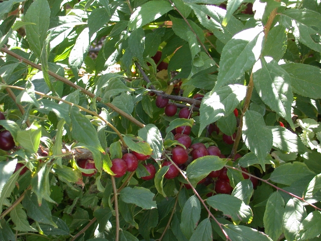 ripe plums
