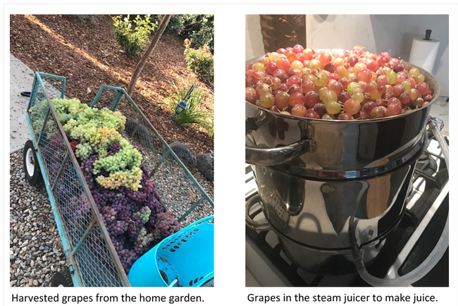 Harvested grapes from the home garden and grapes in a steam juicer to make juice.