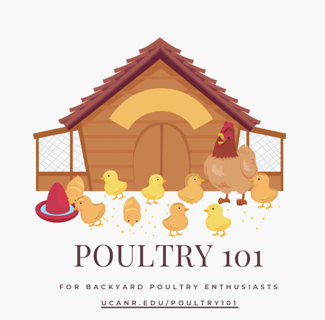 poultry 101 cropped full