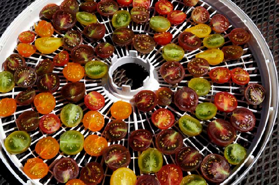 Colorful tray of cherry tomatoes, ready to dehydrate. Photo by Summer Brasuel