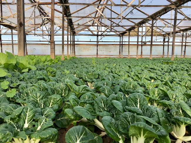 When the USDA expanded the list of specialty crops eligible for its Coronavirus Food Assistance Program to include bok choy, Gazula and Zhou advised local farmers how to apply for the disaster funds.