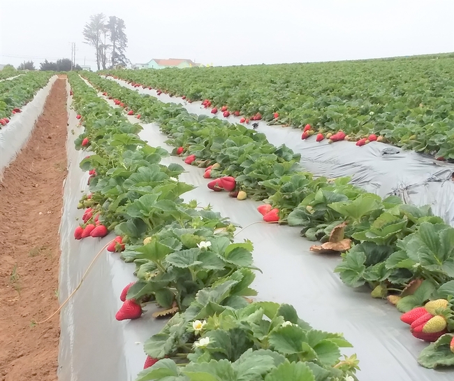 A field of red strawberries planted in plastic mulch.