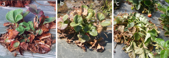 Strawberry plants infected with a. Verticillium wilt, b. Fusarium wilt, and c. charcoal rot. These symptoms are very similar to each other and are difficult to diagnose visually.