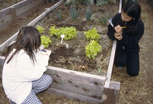 Students record plant growth in a school garden.