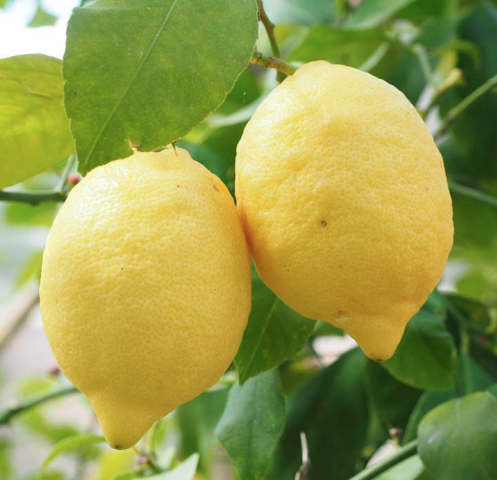 Eureka lemons