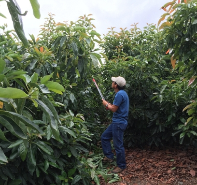 A worker prunes weak tree branches to improve sunlight penetration in a high-density avocado orchard.