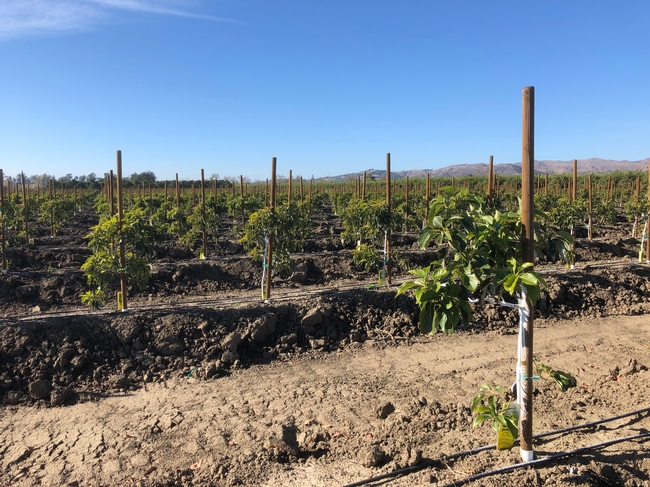 For the high-density planting study, avocado trees were spaced 10'x10' or 430 trees per acre. Traditional plantings of avocados are spaced 20'x15' or 145 trees per acre. Photo by Ben Faber