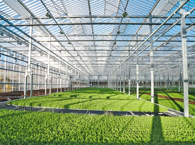 Gotham Greens is building a state-of-the-art greenhouse near UC Davis and partnering with to advance research and innovation in indoor agriculture, greenhouse technology and urban agriculture. Photo courtesy of Gotham Greens
