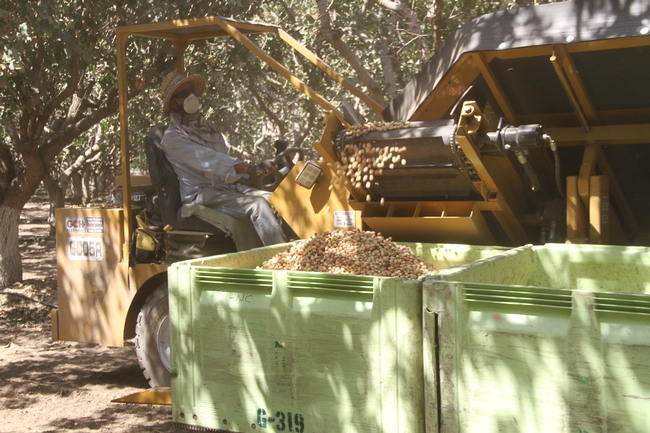 Growers considering planting pistachios can refer to a new UC study for estimated production costs and returns.