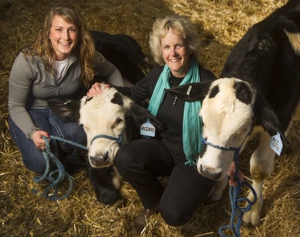 Graduate student Lindsay Upperman, left, and UCCE specialist Alison Van Eenennaam pose with two gene-edited hornless dairy calves at UC Davis. Photo by Karin Higgins