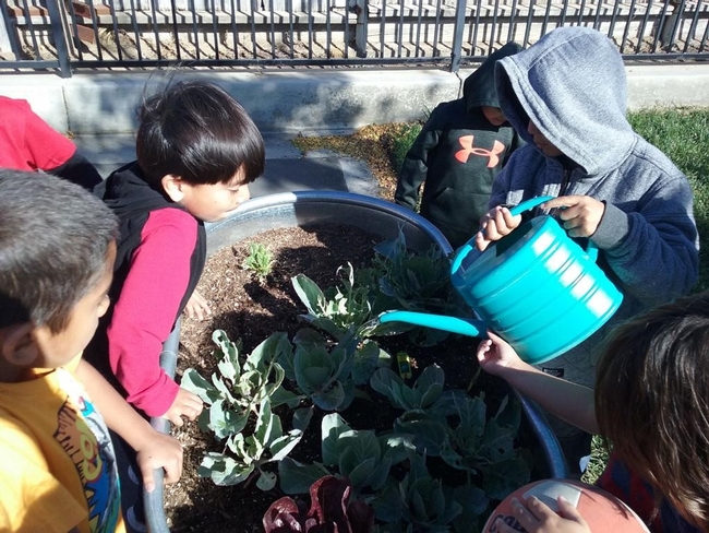 A group of kids water their school garden.
