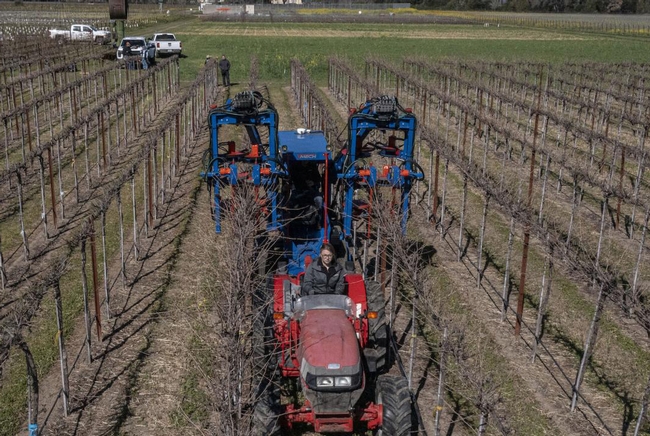 Grape growers can save between 60% to 80% of labor operation costs per acre by using mechanical pruning instead of hand pruning alone. Photo by Hector Amezcua, UC Davis