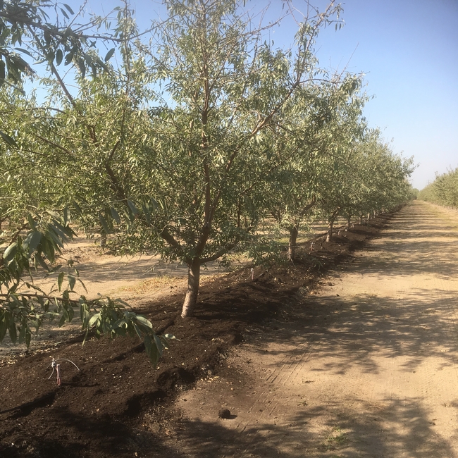 The Net Zero Initiative project will examine the effects of applying composted dairy manure in almond orchards.