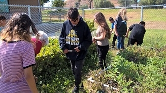 UC Master Gardener volunteers work with Alvord Unified School District's garden club students