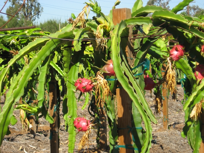 At UC South Coast Research and Extension Center, the dragon fruit plants are currently in an orchard system, though new trellis trials will soon be under way. (Photo by Shermain Hardesty)