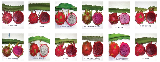Colors of ripe pitahaya flesh can vary between red, fuschia, pink and white.