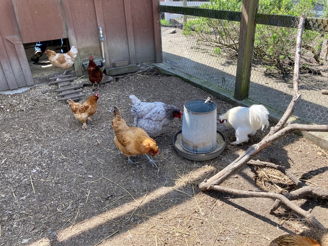 Six hens peck at the dirt outside of a chicken coop.