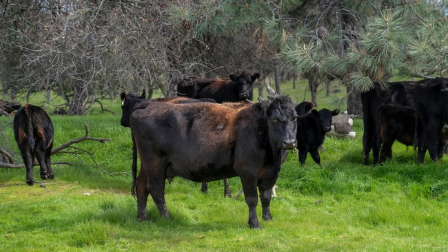 Roaming cattle