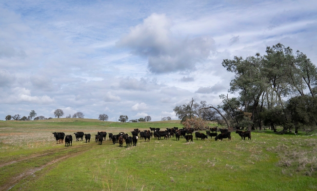 Black Angus cattle