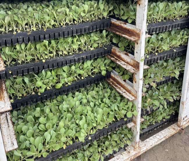Trays of cabbage seedlings in a cooler.