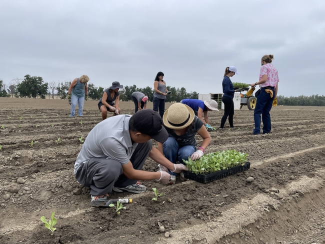 In the foreground, two volunteers pull cabbage transplants from a container. Behind them, seven other volunteers plant seedlings.