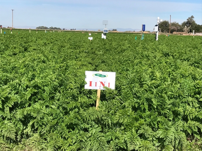 Desert REC trial to investigate carrot growing practices