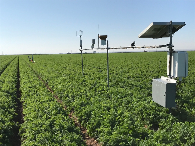 Monitoring station in a carrot field