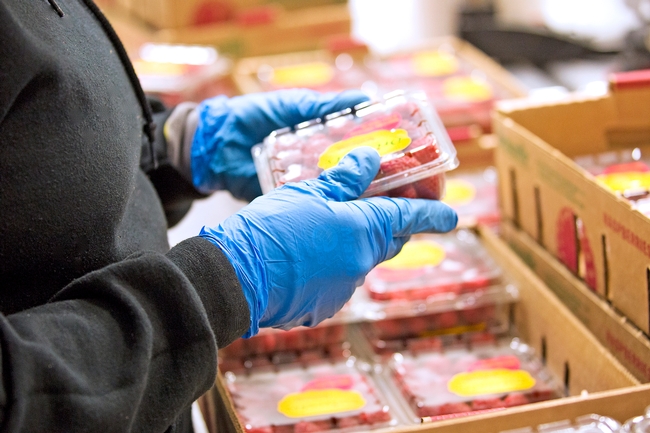 Person picking up container of berries